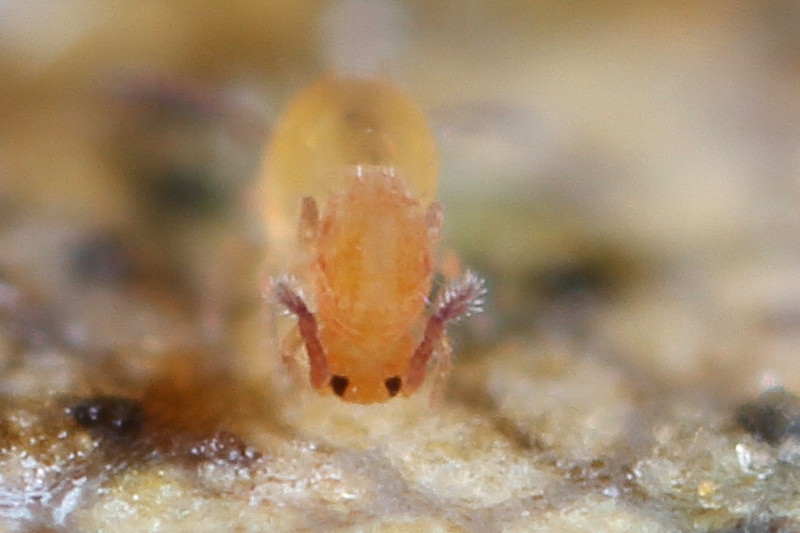 Sphaeridia pumilis, paring