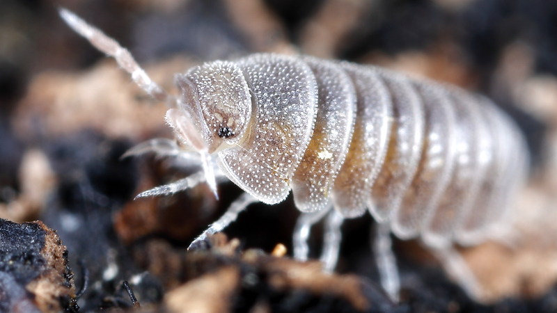 Sphaerobathytropa ribauti