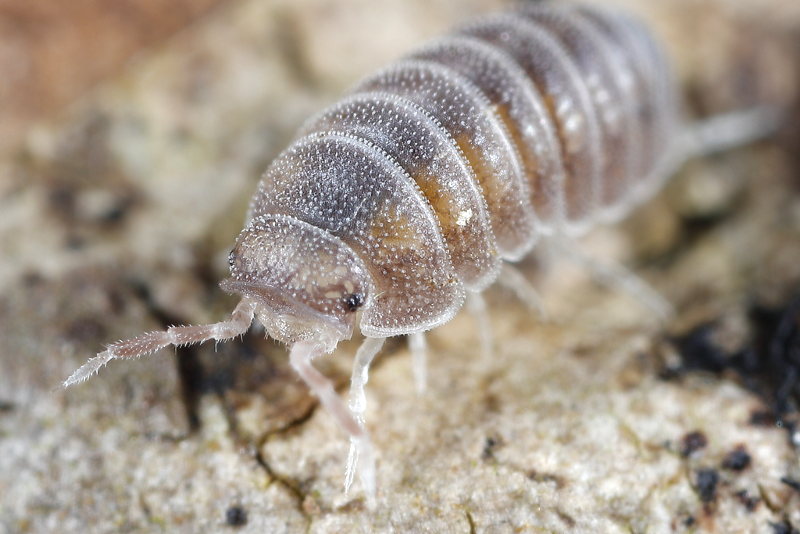 Sphaerobathytropa ribauti