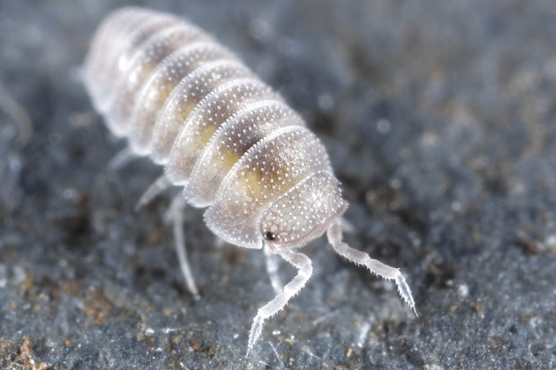 Sphaerobathytropa ribauti