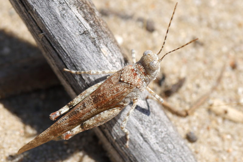 Kiezelsprinkhaan, Sphingonotus caerulans