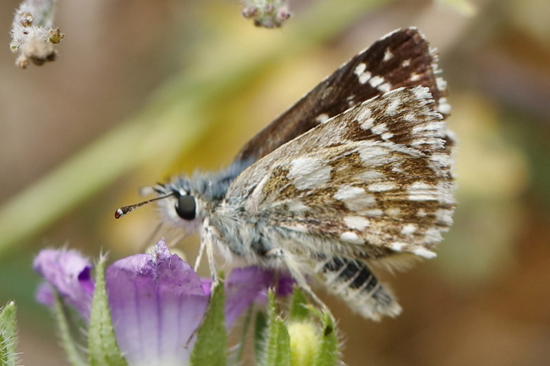 Oostelijk kalkgraslanddikkopje, Spialia orbifer (BG)