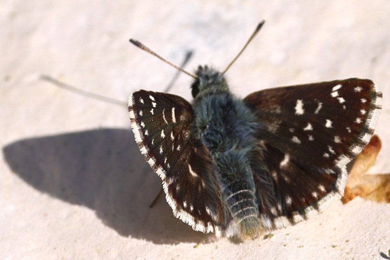Oostelijk kalkgraslanddikkopje, Spialia orbifer (GR)