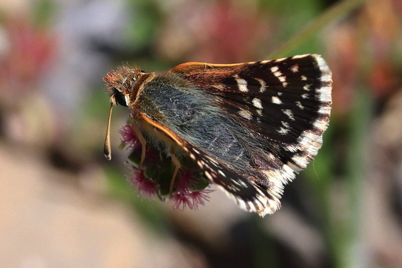 Kalkgraslanddikkopje, Spialia sertorius (E)