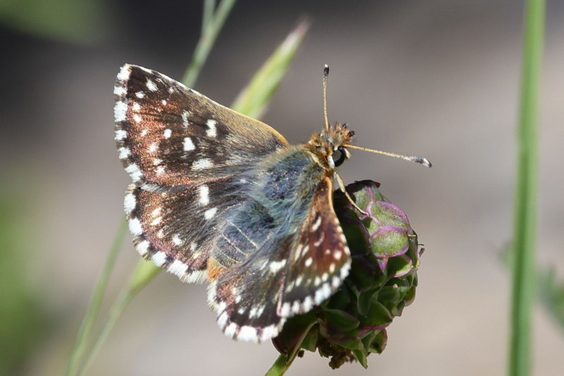 Kalkgraslanddikkopje, Spialia sertorius (E)