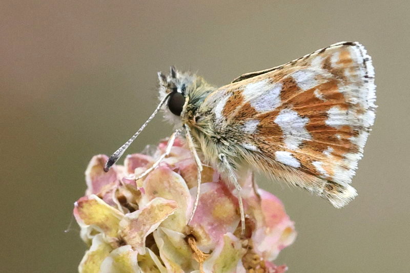 Kalkgraslanddikkopje, Spialia sertorius (E)