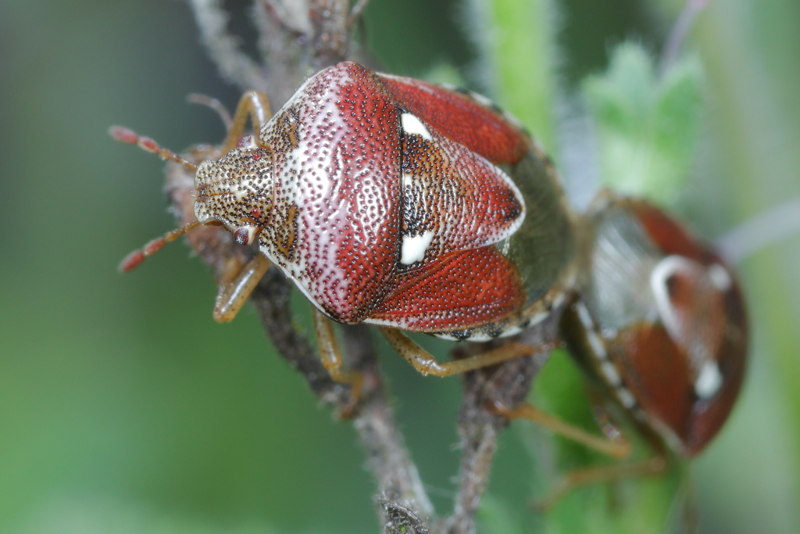Stagonomus bipunctatus, Mannetjesereprijsschildwants