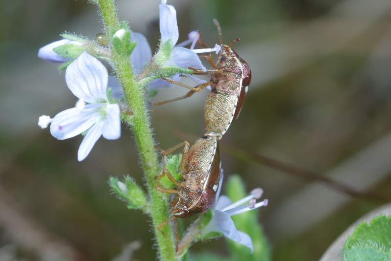 Stagonomus bipunctatus, Mannetjesereprijsschildwants