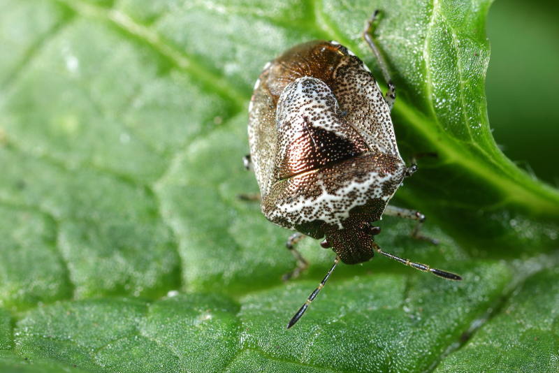 Stagonomus venustissimus, Andoornschildwants