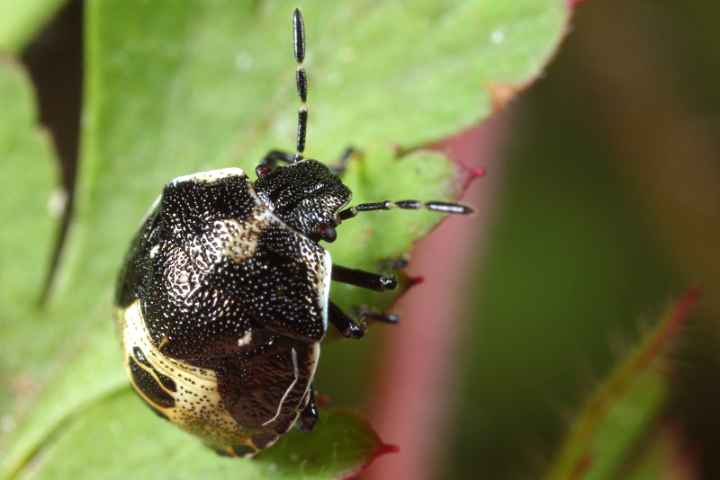 Stagonomus venustissimus, Andoornschildwants, juveniel