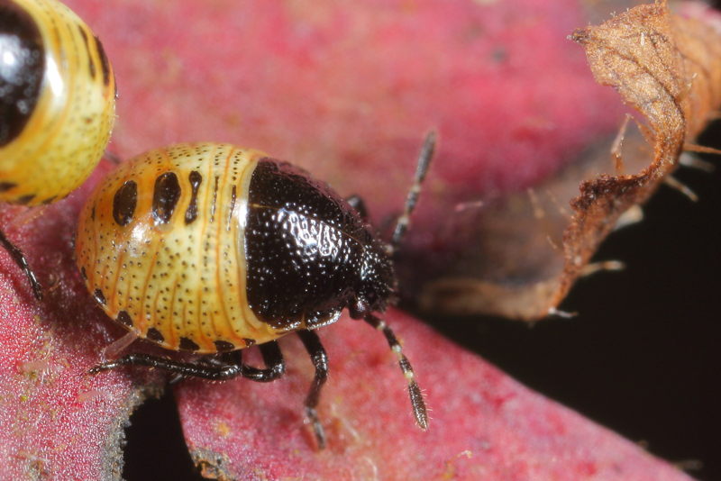 Stagonomus venustissimus, Andoornschildwants, juveniel