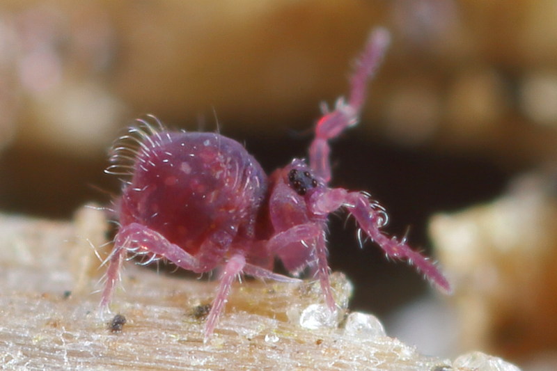 Stenacidia violacea, ♂