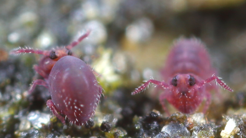 Stenacidia violacea, ♀♀