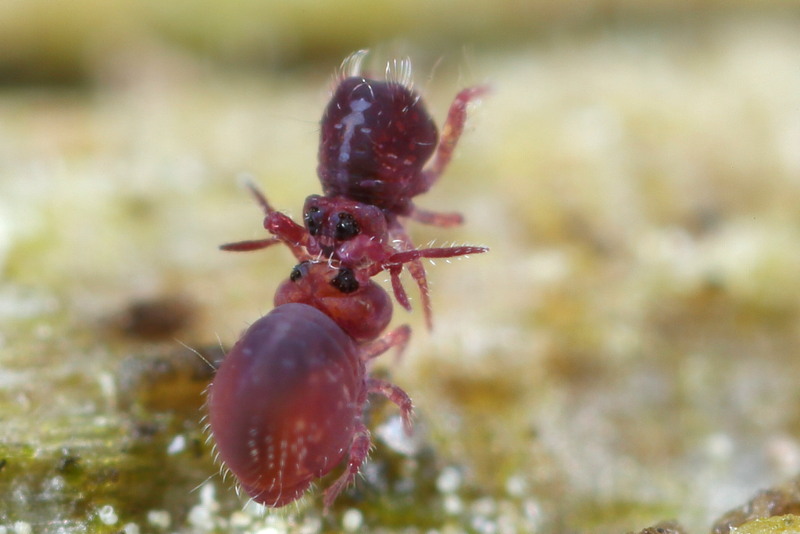 Stenacidia violacea, balts