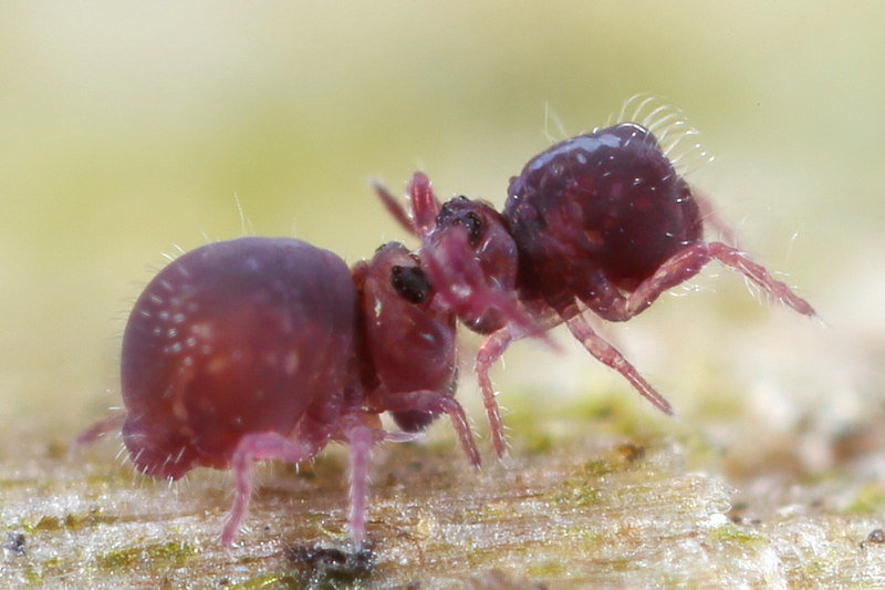 Stenacidia violacea, balts
