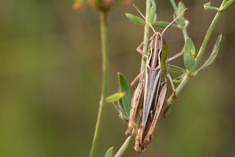 Zoemertje, Stenobothrus lineatus ♀