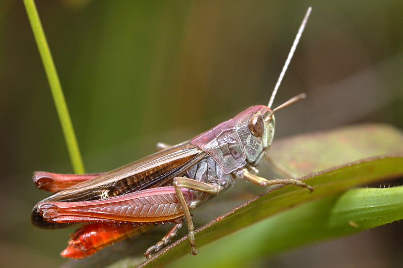 Zoemertje, Stenobothrus lineatus ♂