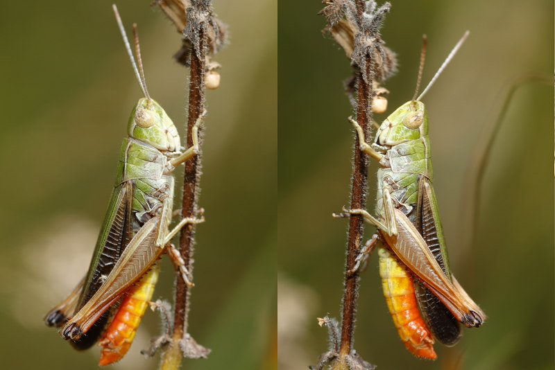 Zoemertje, Stenobothrus lineatus ♂