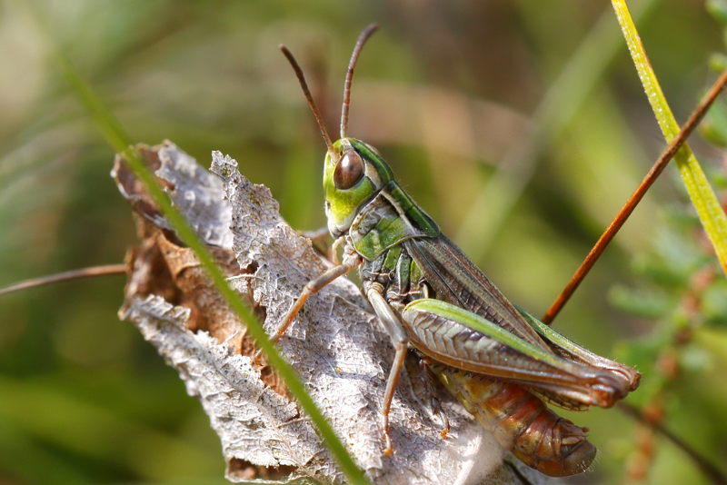 Schavertje, Stenobothrus stigmaticus ♂