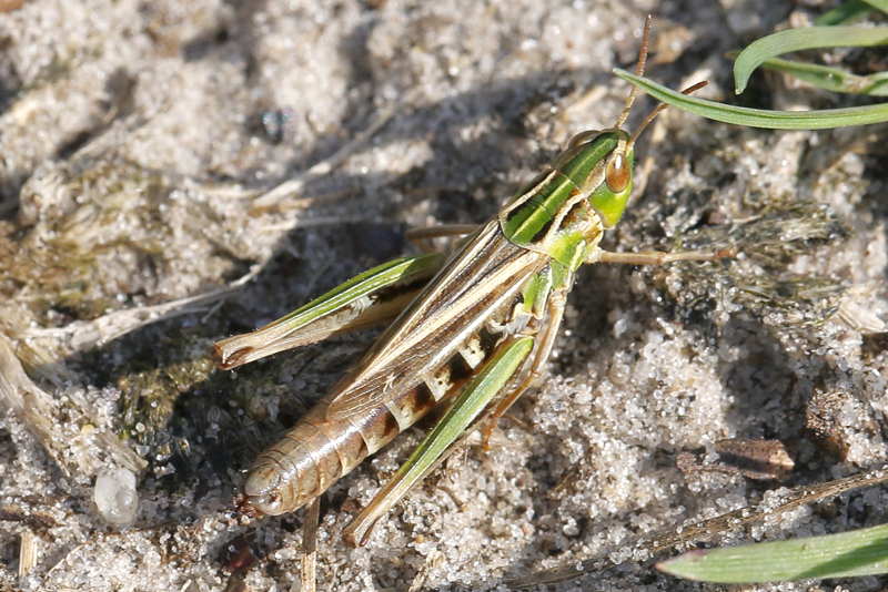 Schavertje, Stenobothrus stigmaticus ♀