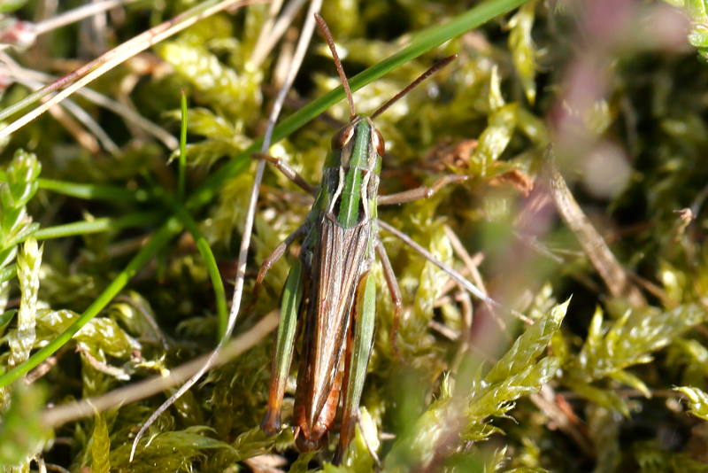 Schavertje, Stenobothrus stigmaticus ♂