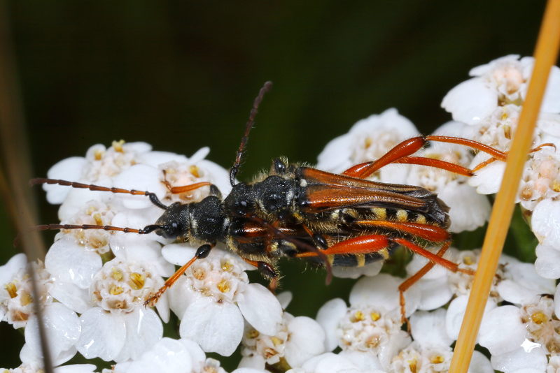 Getailleerde boktor, Stenopterus rufus