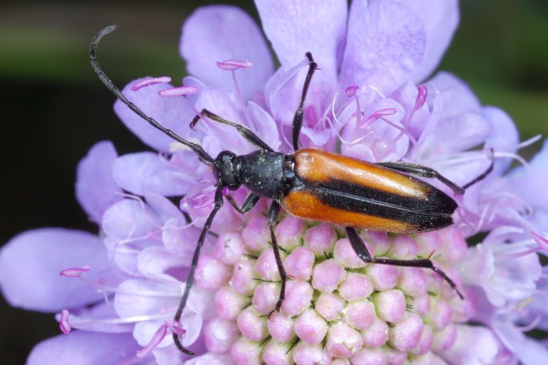 Tweekleurige smalboktor, Stenurella melanura