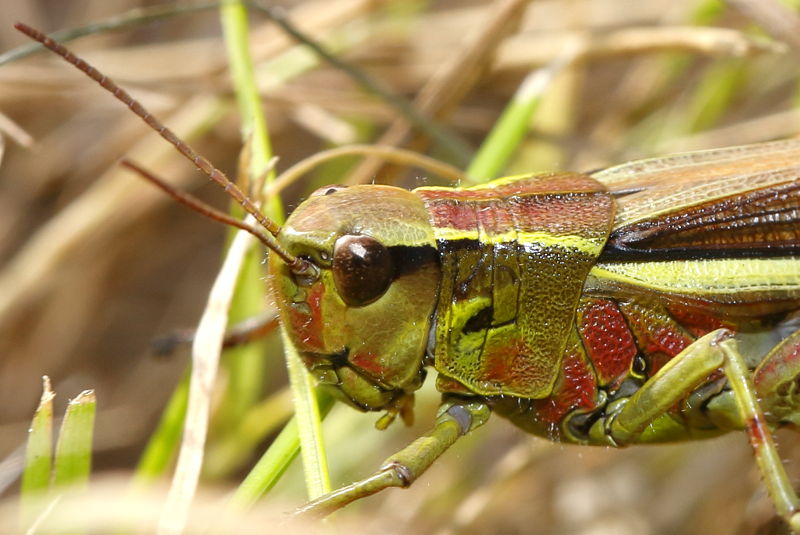 Moerassprinkhaan, Stethophyma grossum