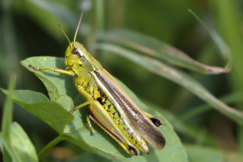 Moerassprinkhaan, Stethophyma grossum ♀