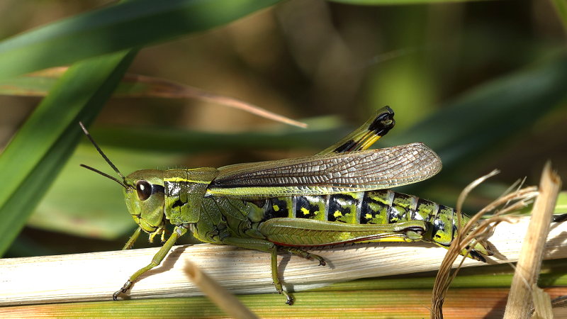 Moerassprinkhaan, Stethophyma grossum ♀