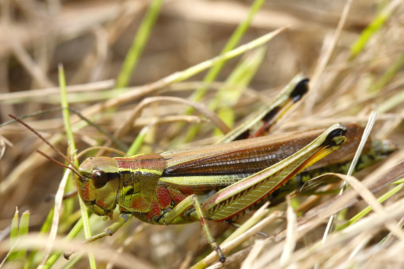 Moerassprinkhaan, Stethophyma grossum ♀
