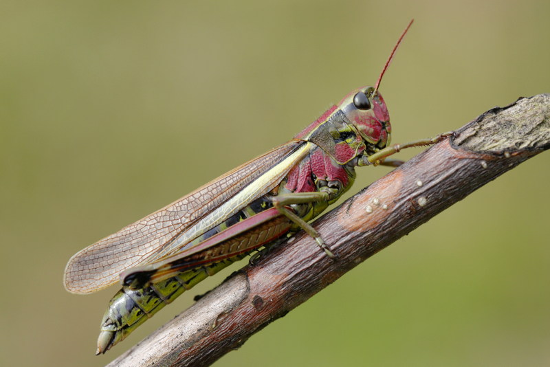 Moerassprinkhaan, Stethophyma grossum ♀