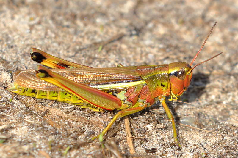Moerassprinkhaan, Stethophyma grossum ♀