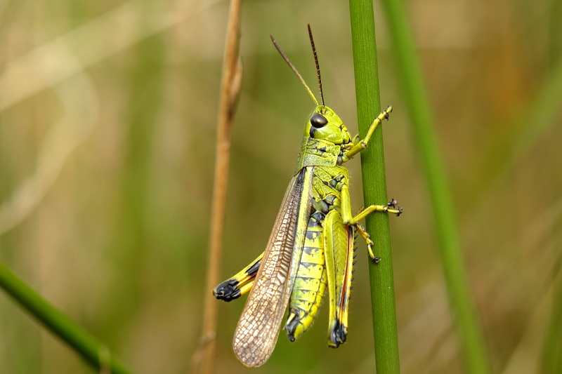 Moerassprinkhaan, Stethophyma grossum ♂