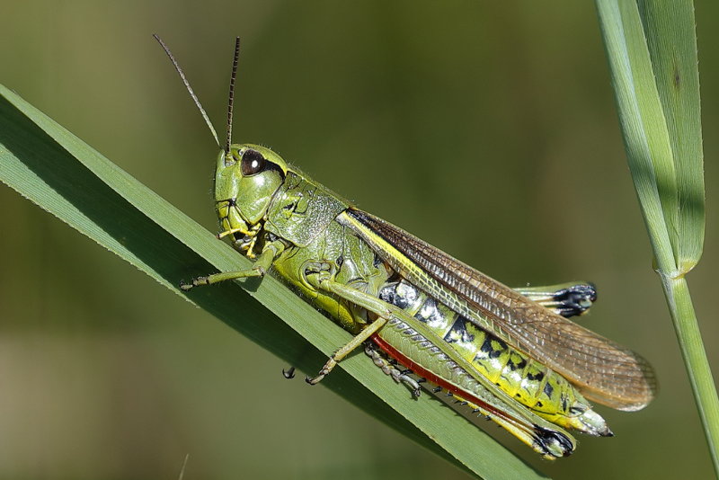 Moerassprinkhaan, Stethophyma grossum ♀