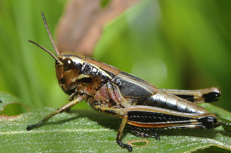 Moerassprinkhaan, Stethophyma grossum, juveniel
