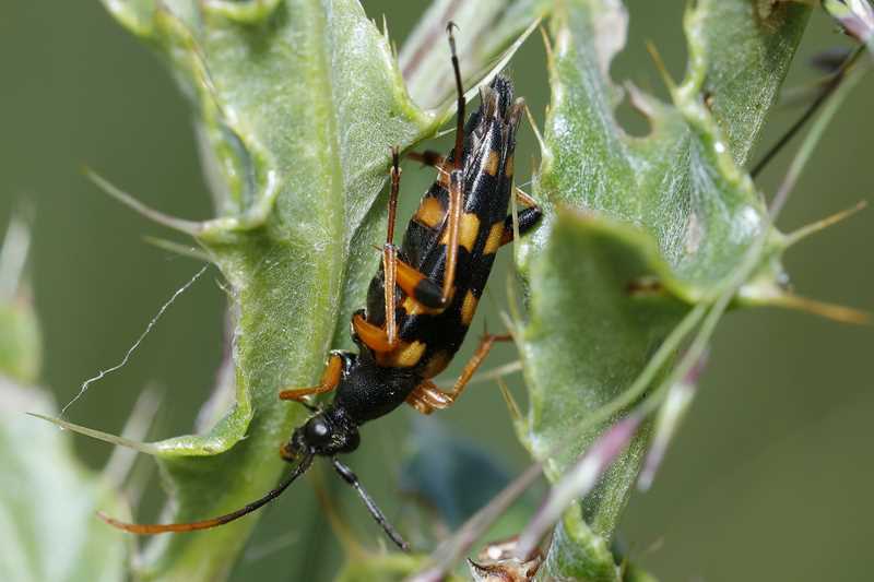 Slanke smalboktor, Strangalia attenuata