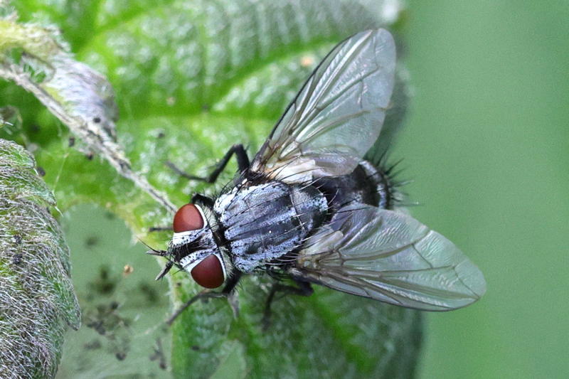 Sturmia bella, &female;
