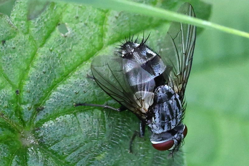 Sturmia bella, &female;