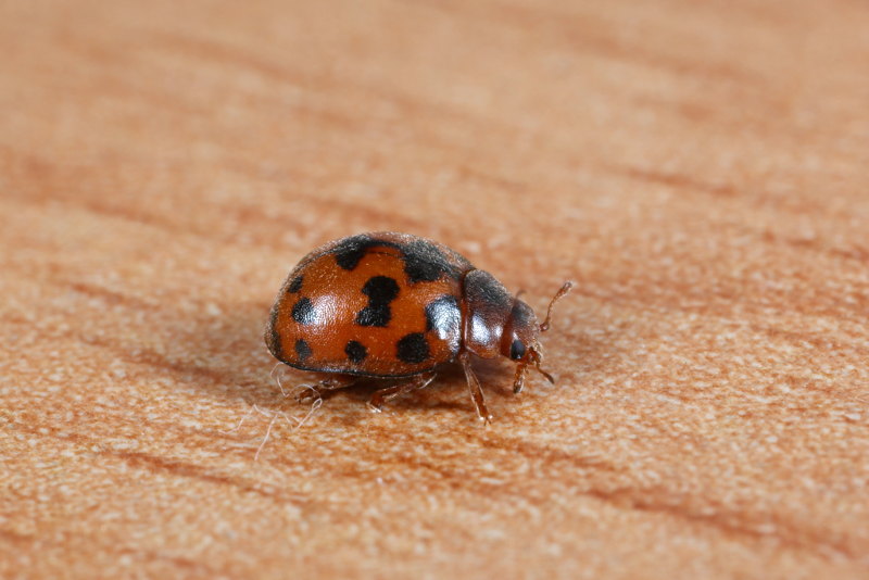 Vierentwintigstippelig lieveheersbeestje, Subcoccinella vigintiquatuorpunctata