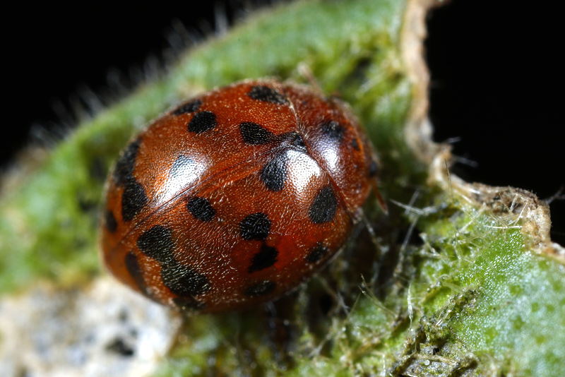 Vierentwintigstippelig lieveheersbeestje, Subcoccinella vigintiquatuorpunctata