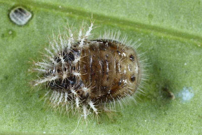 Vierentwintigstippelig lieveheersbeestje, Subcoccinella vigintiquatuorpunctata, pop