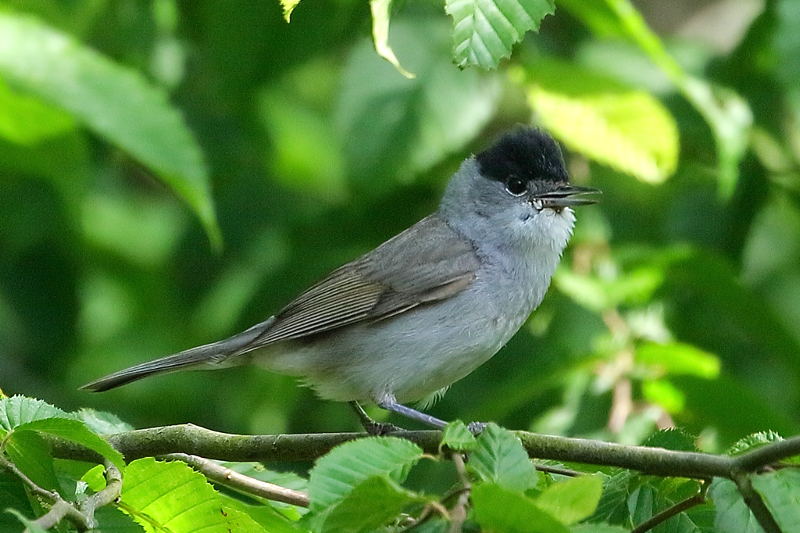 Zwartkop , Sylvia atricapilla