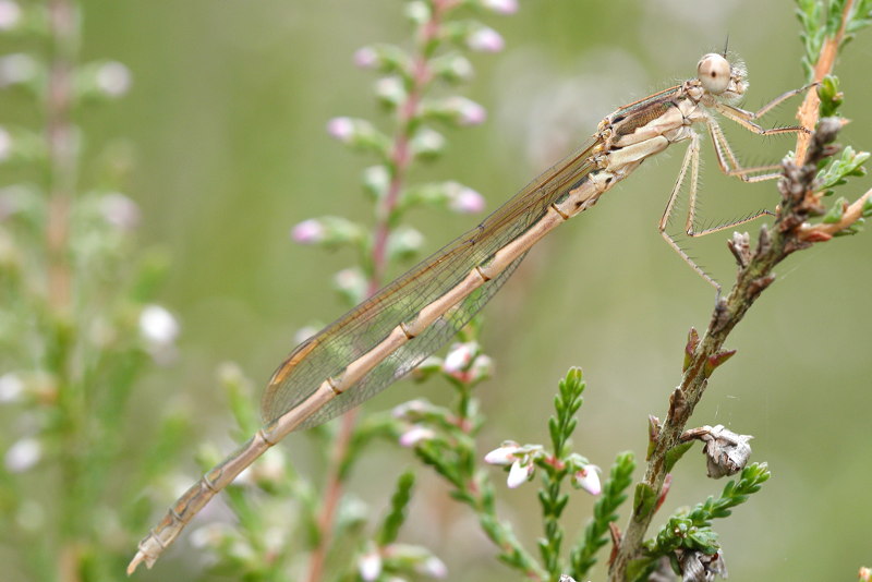 Bruine winterjuffer, Sympecma fusca