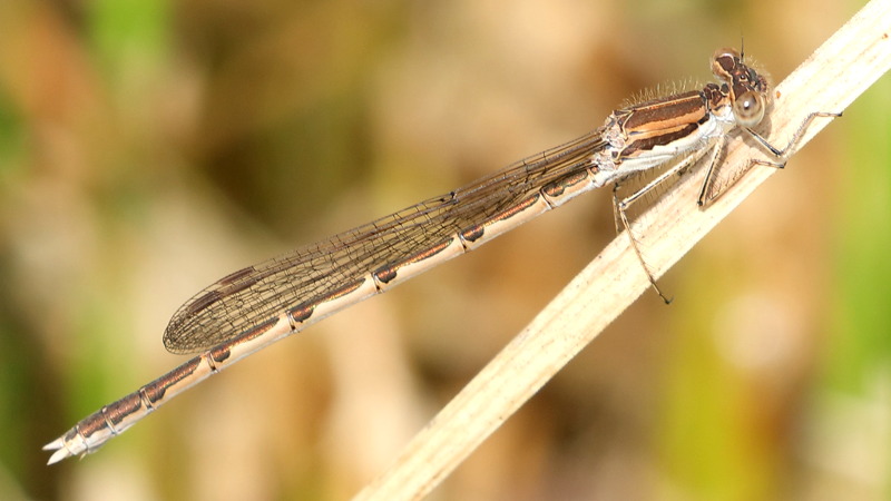 Bruine winterjuffer, Sympecma fusca