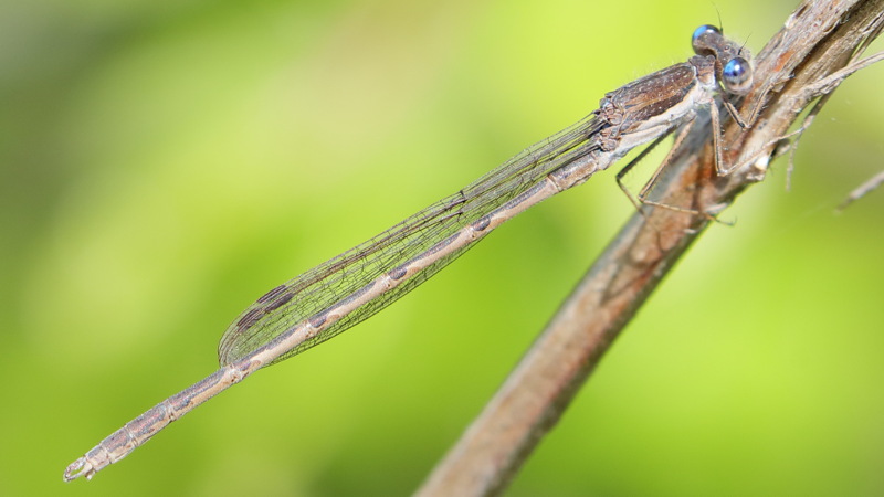 Bruine winterjuffer, Sympecma fusca