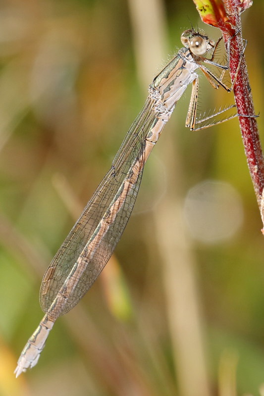 Noordse winterjuffer, Sympecma paedisca ♀