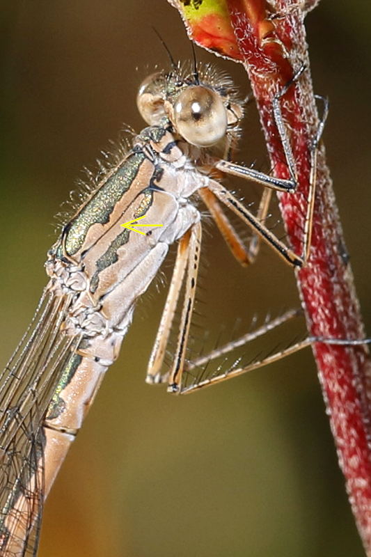Noordse winterjuffer, Sympecma paedisca