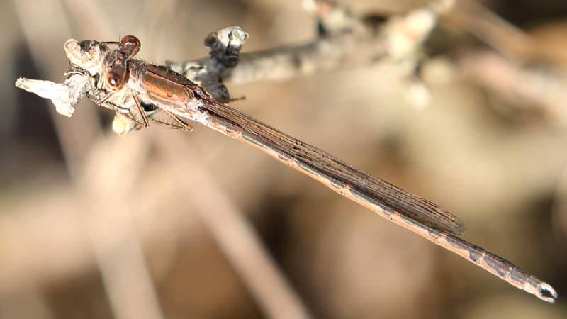 Noordse winterjuffer, Sympecma paedisca ♂