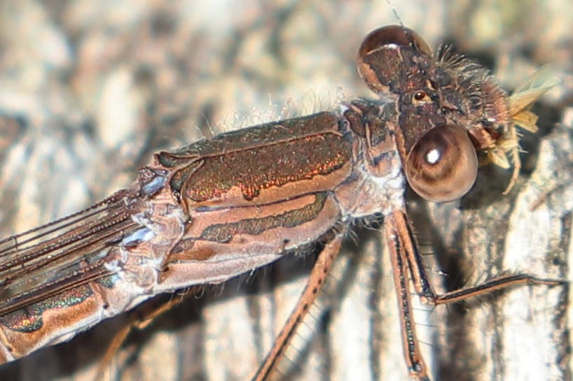 Noordse winterjuffer, Sympecma paedisca